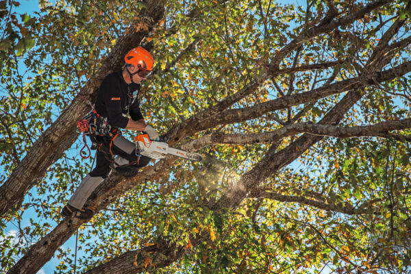 STIHL MSA 220T Battery Arborist Chainsaw